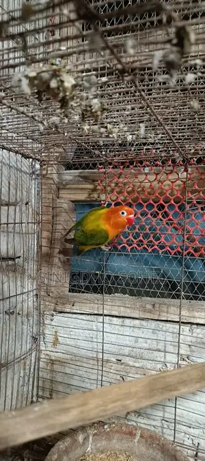 লাভ বার্ড ফিমেল