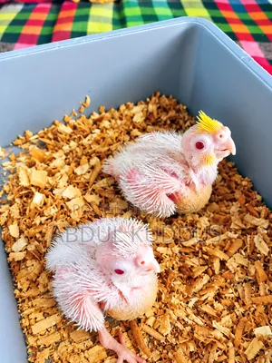 Tame Size Cockatiel Baby