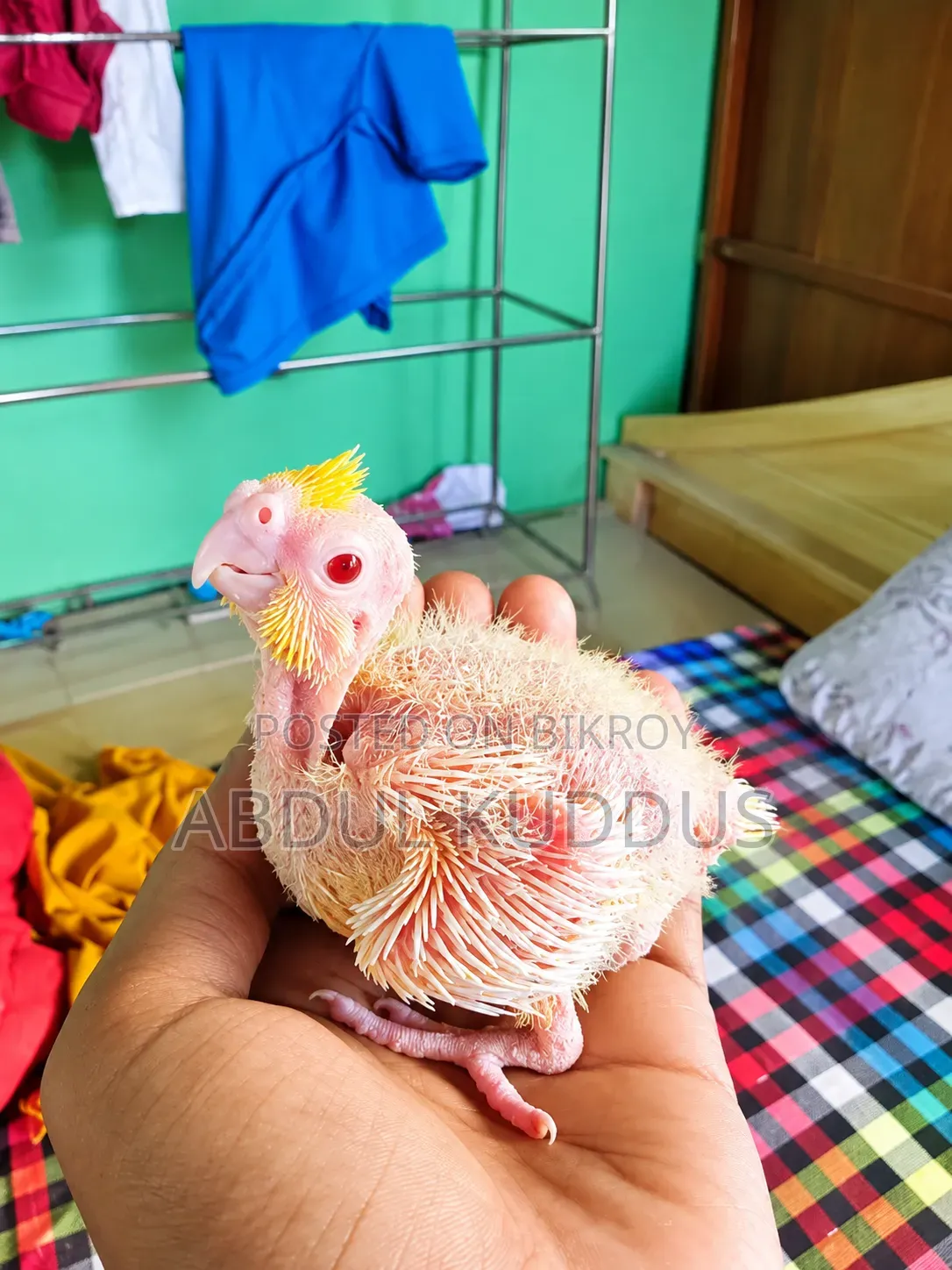 Tame Size Cockatiel Baby