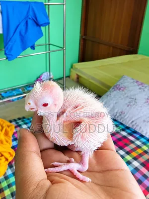 Tame Size Cockatiel Baby