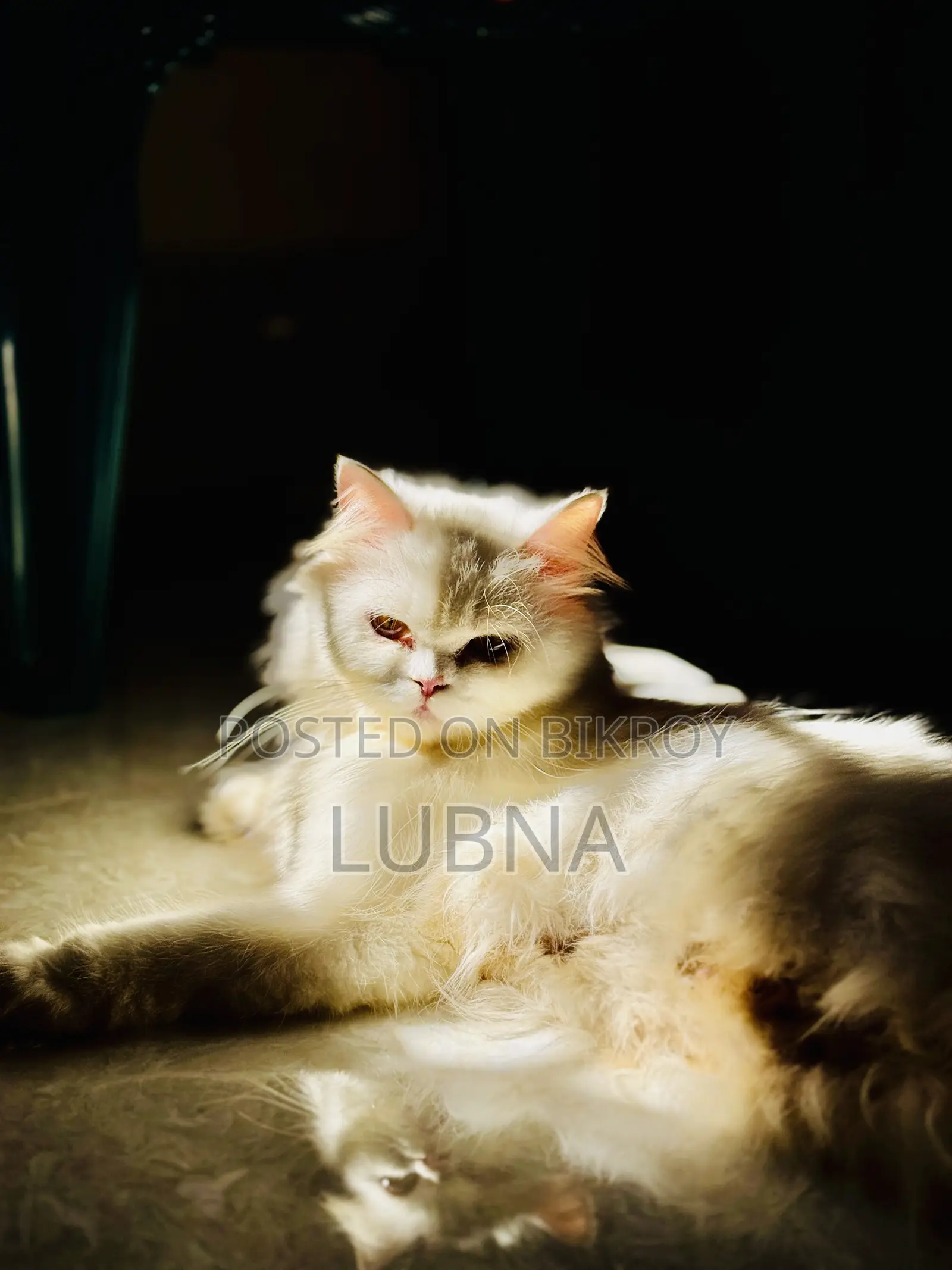 6-12 months Female Purebred Persian