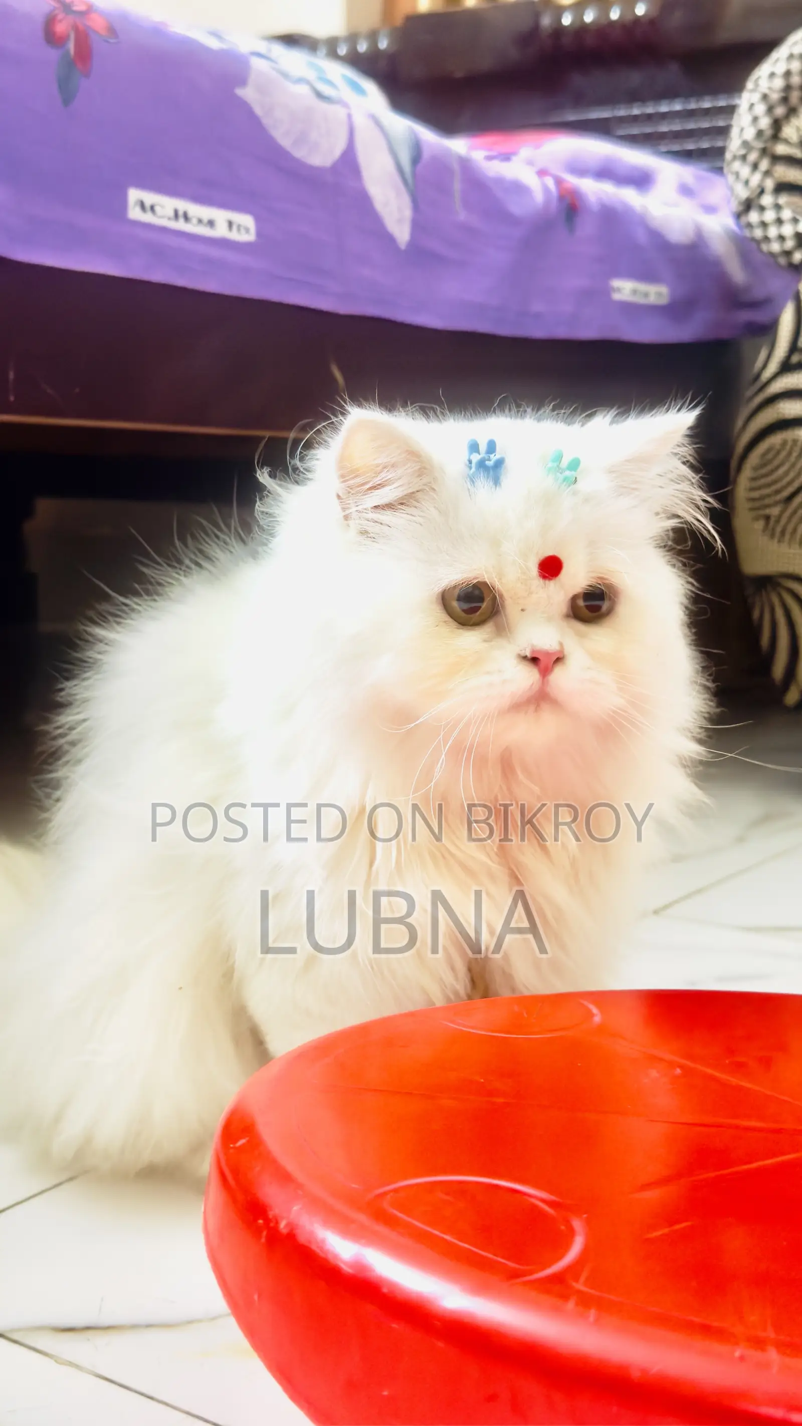 6-12 months Female Purebred Persian