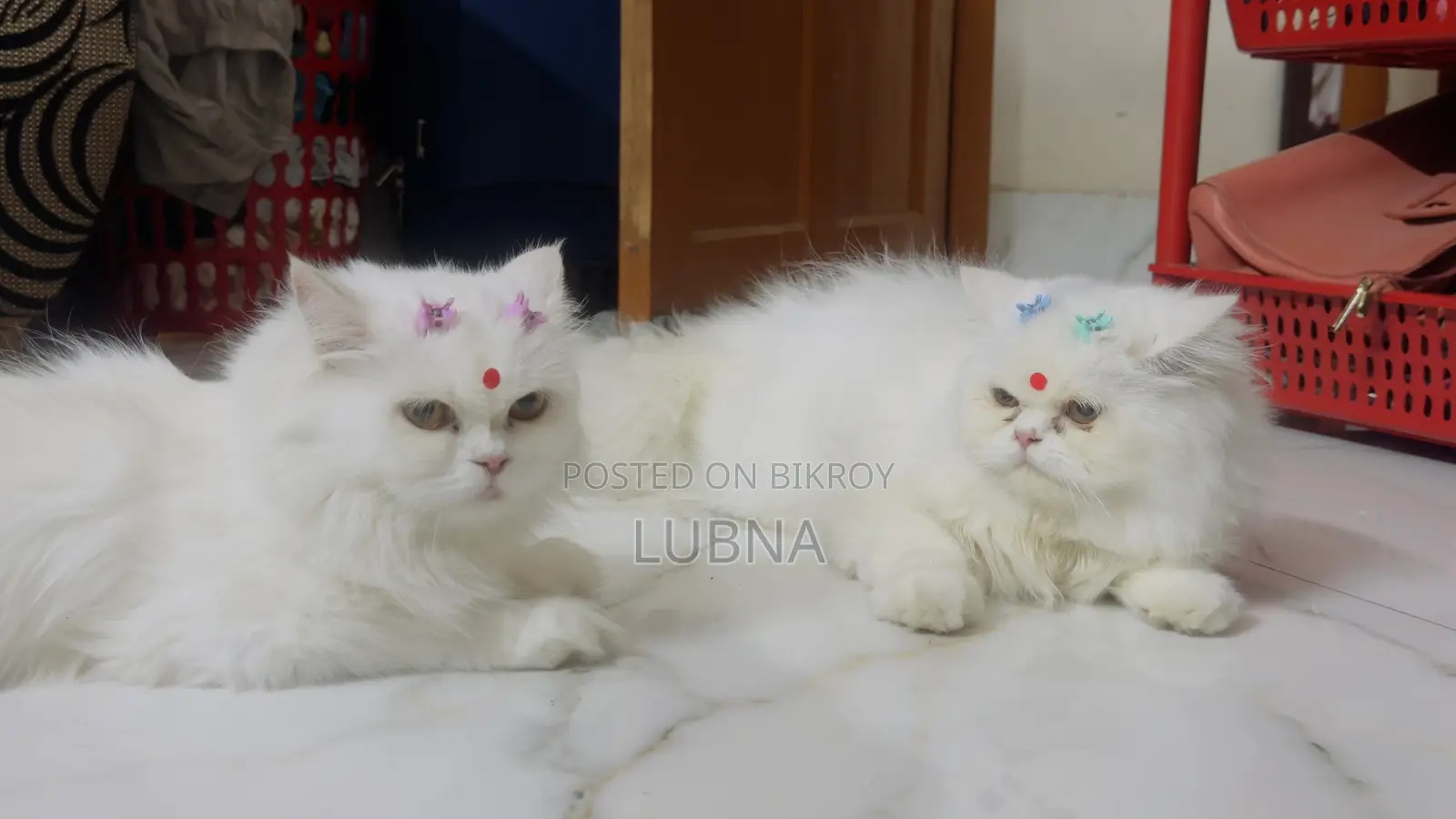 6-12 months Female Purebred Persian