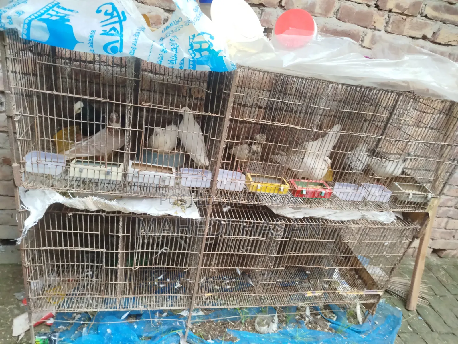 কবুতর + খাঁচা