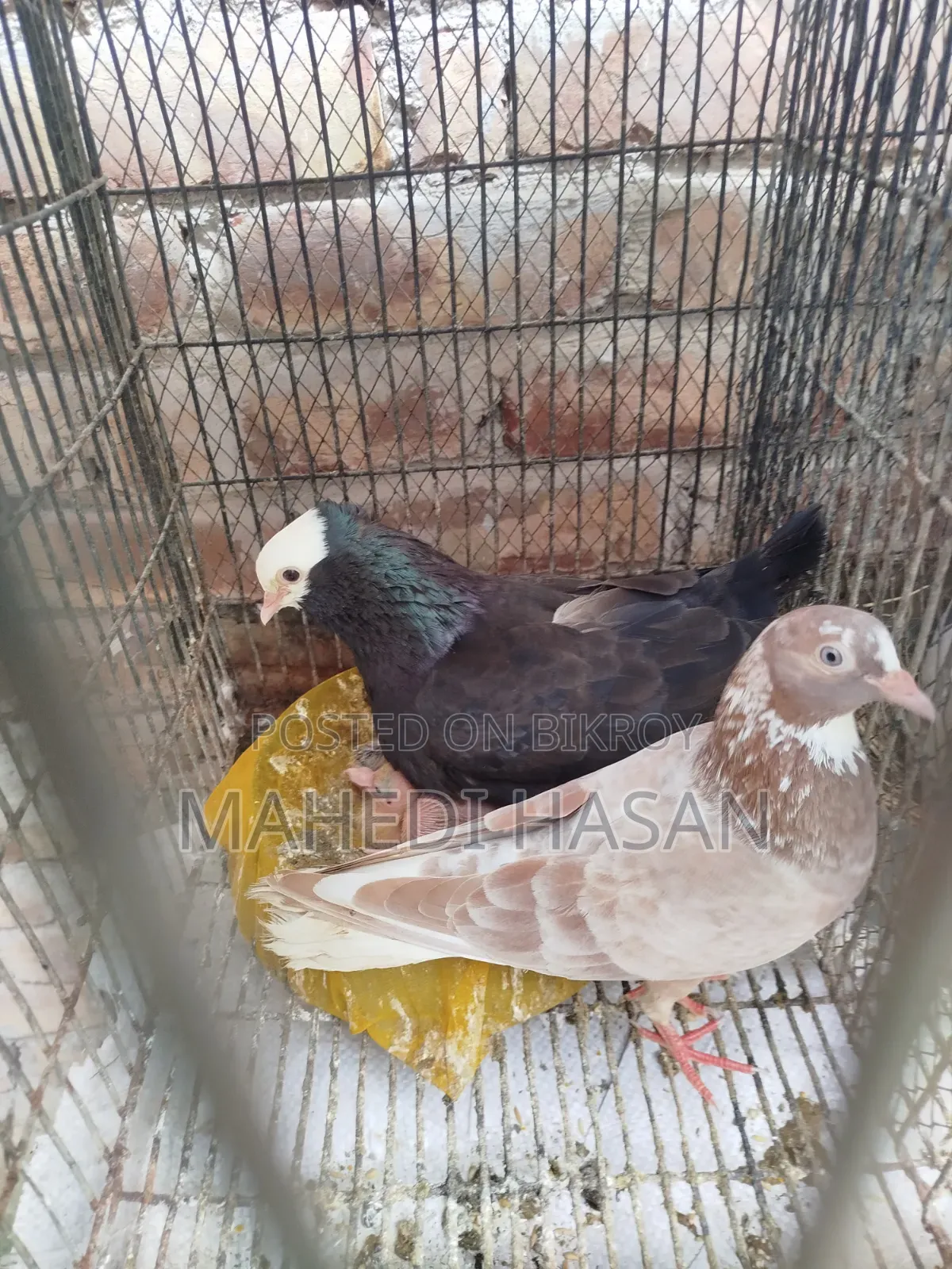 কবুতর + খাঁচা