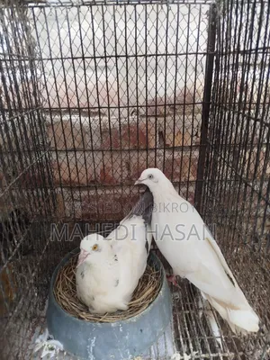কবুতর + খাঁচা