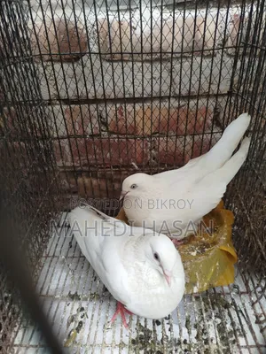 কবুতর + খাঁচা