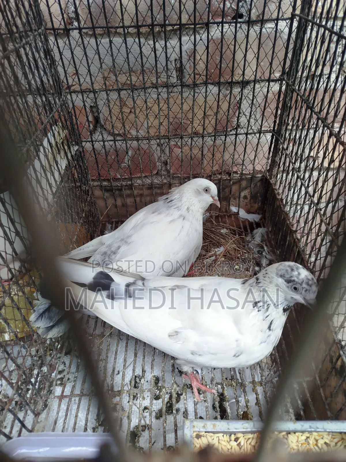 কবুতর + খাঁচা