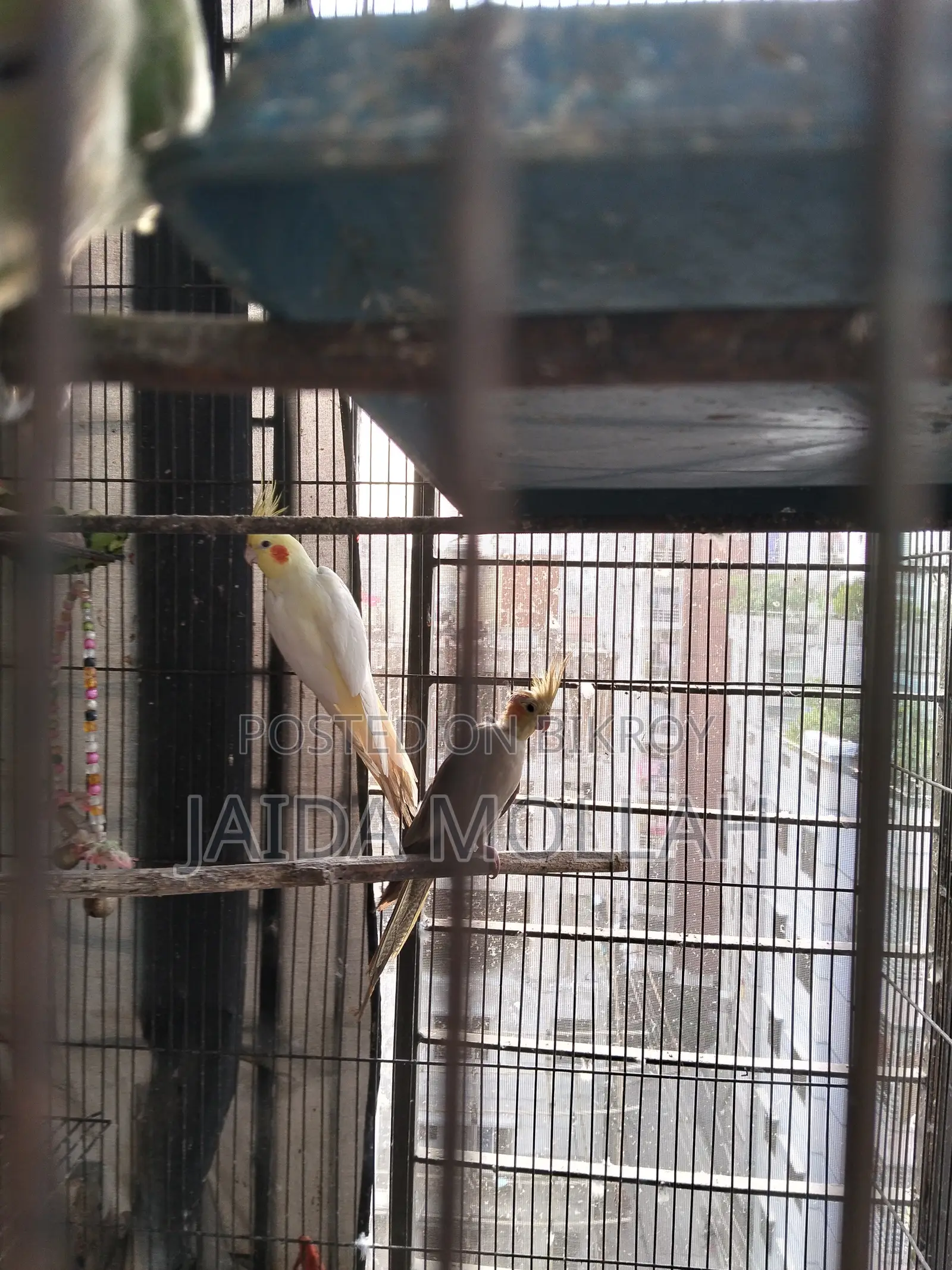 Old Bird Cage