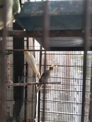 Old Bird Cage
