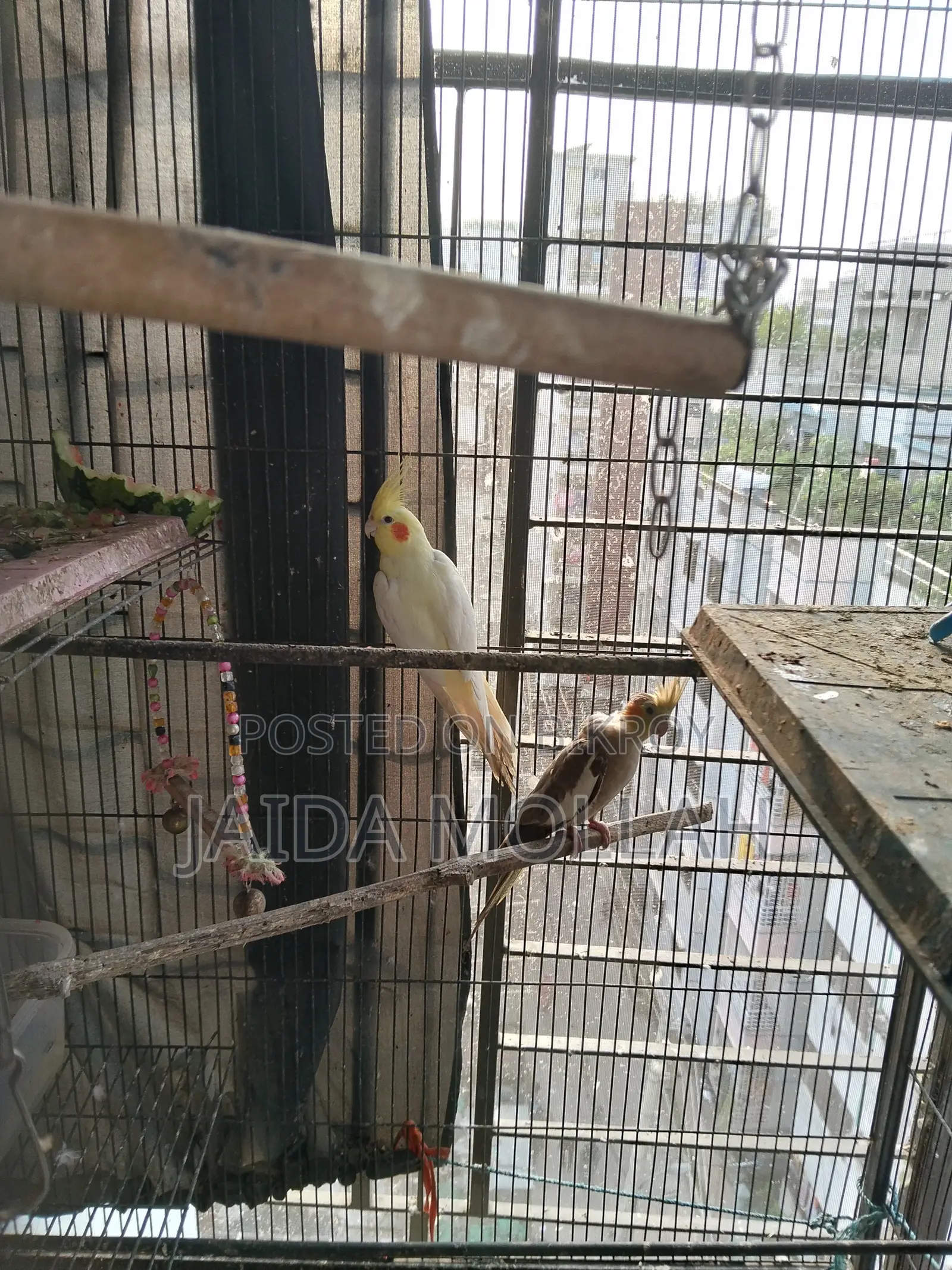Old Bird Cage