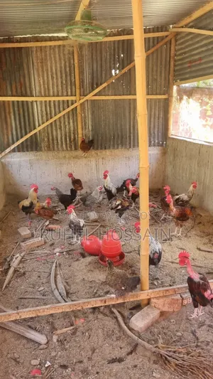 Desi Chicken