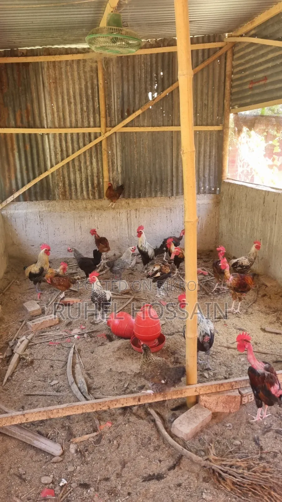Desi Chicken