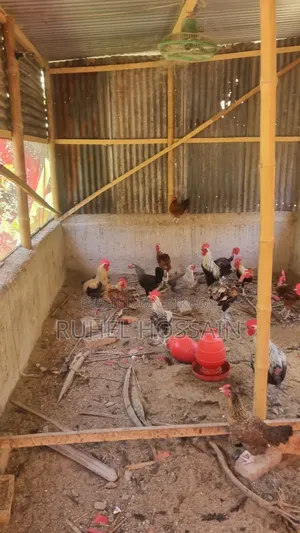 Desi Chicken