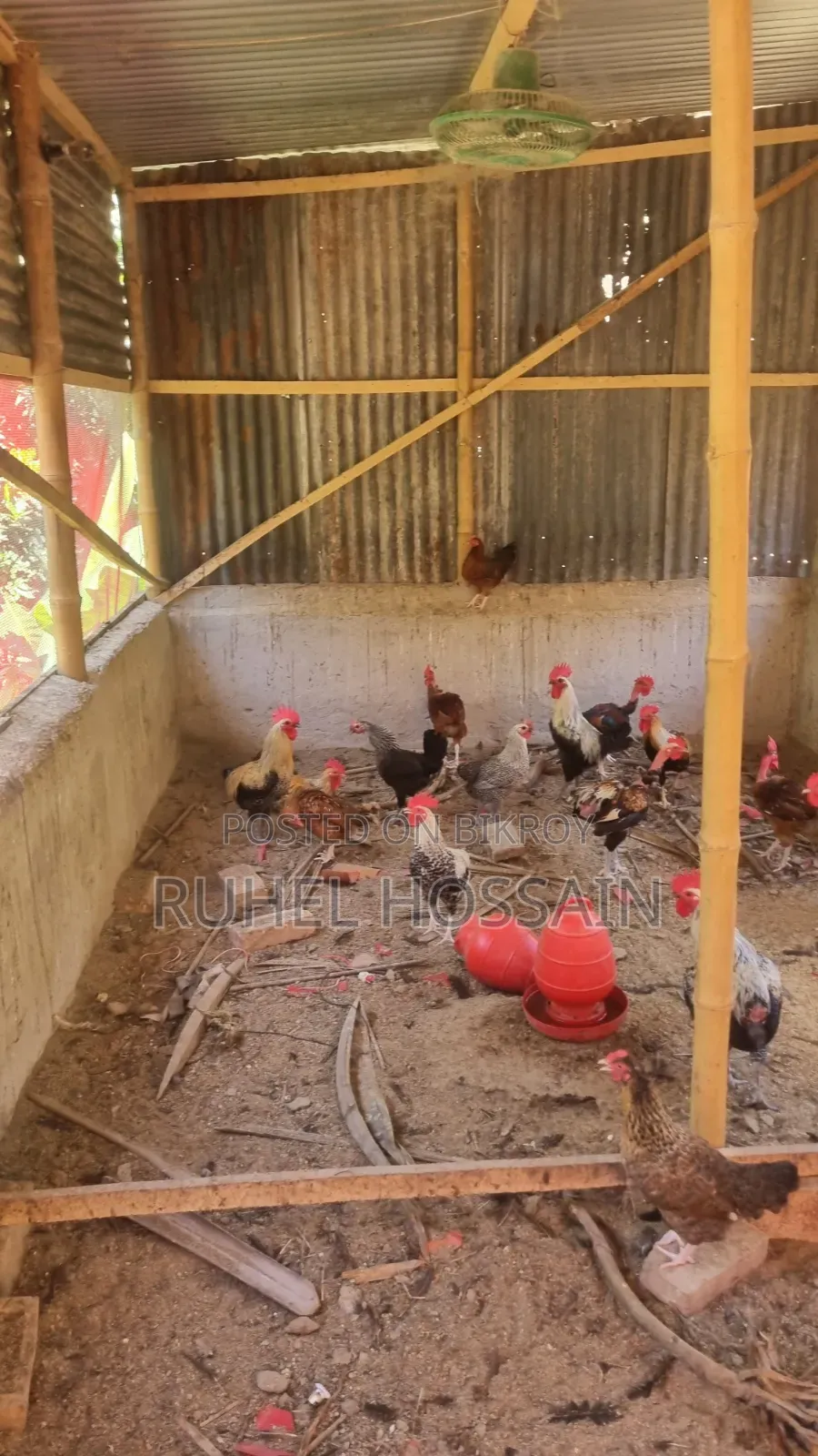 Desi Chicken