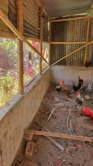 Desi Chicken