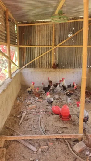 Desi Chicken