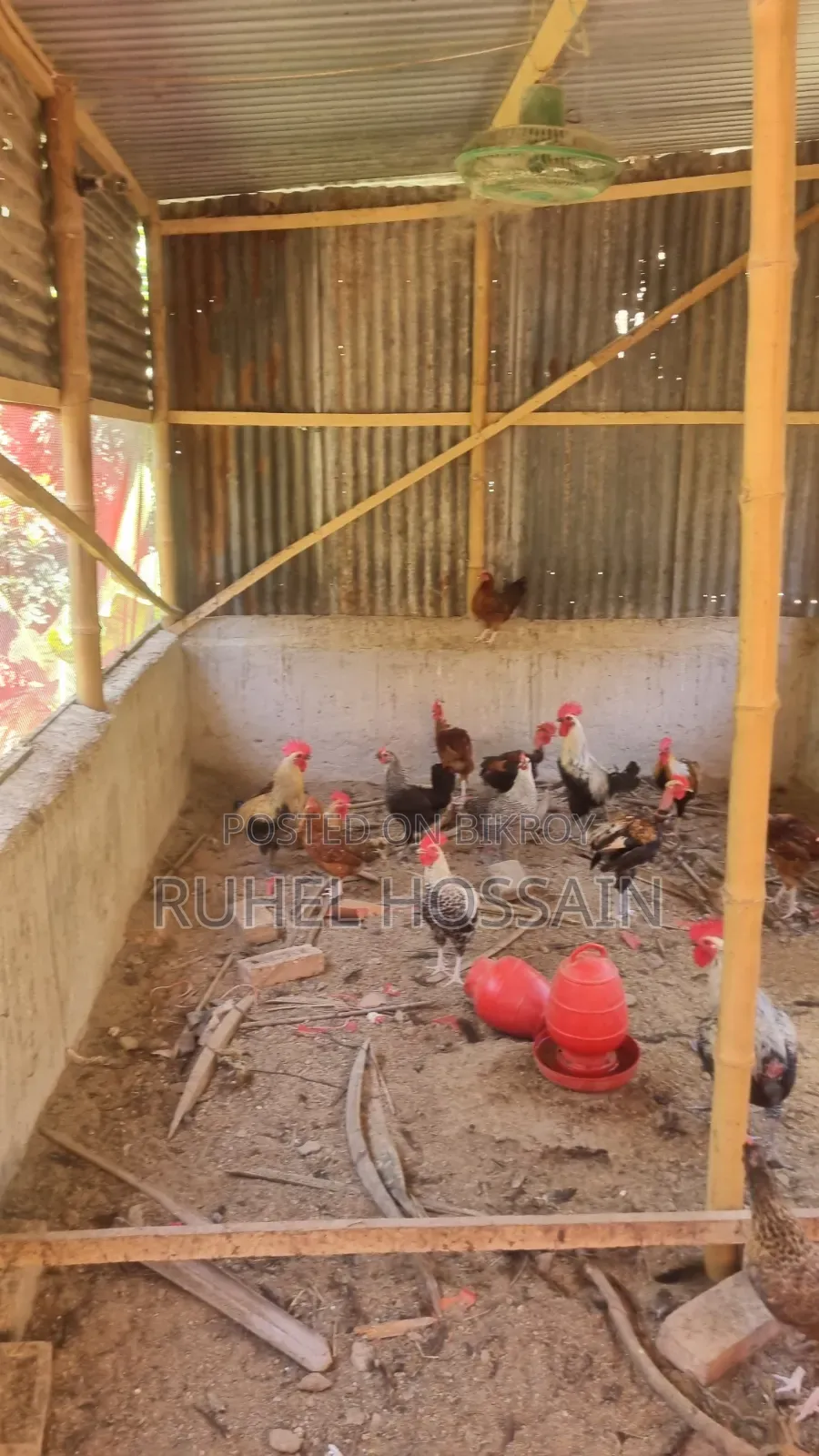 Desi Chicken