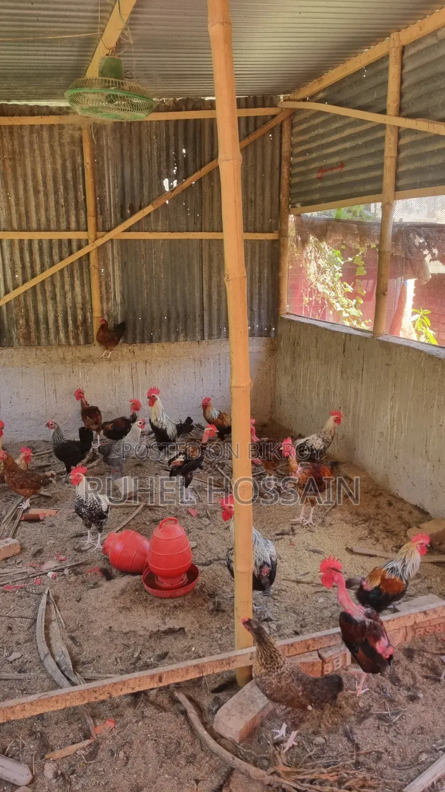 Desi Chicken