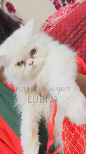 6-12 months Female Purebred Persian
