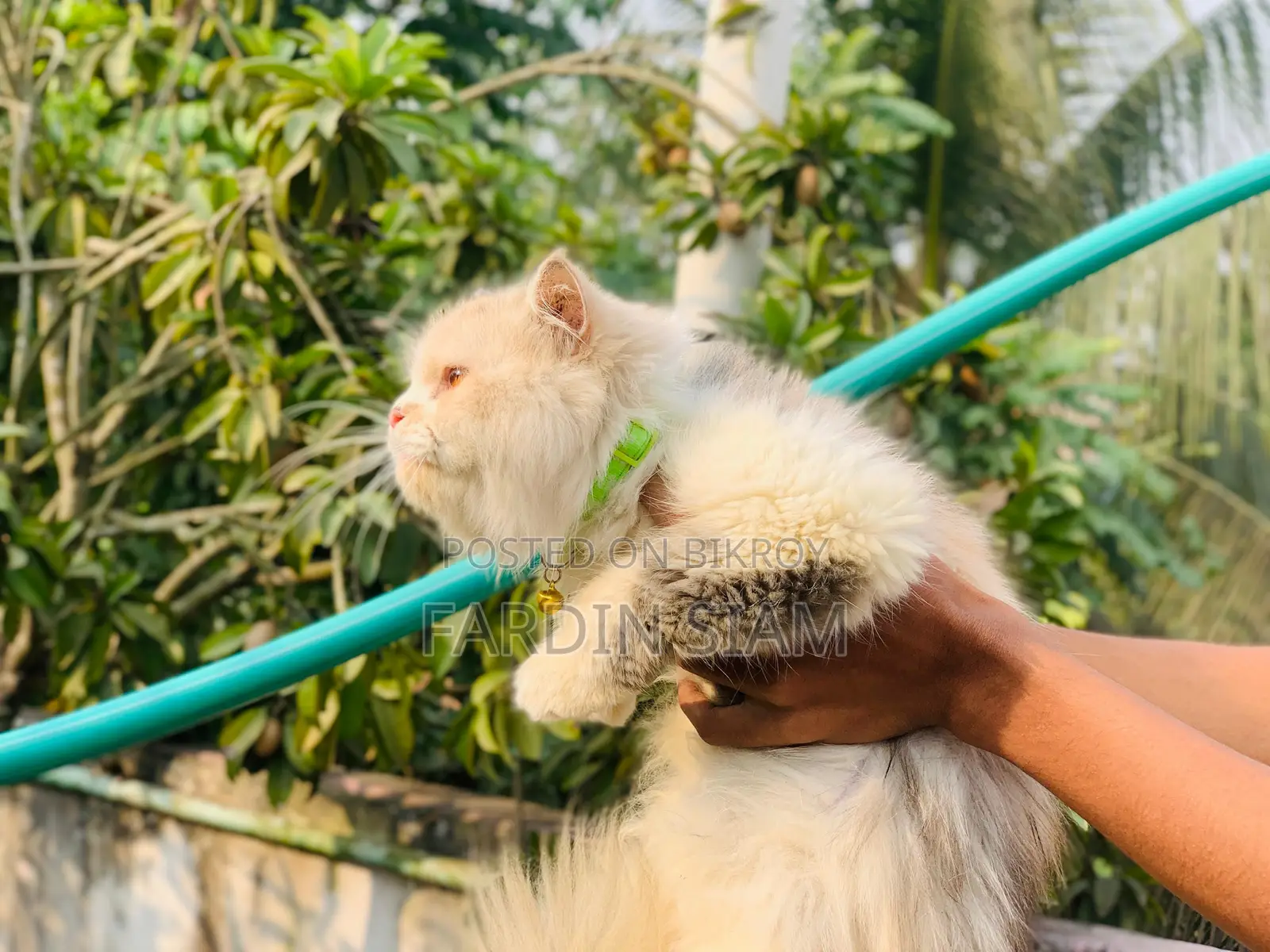 1+ year Female Purebred Persian