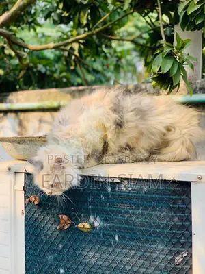 1+ year Female Purebred Persian