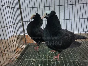 পুরো লটের দাম ২৫০০