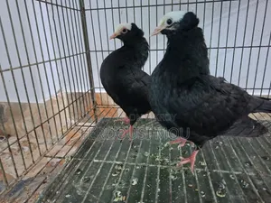 পুরো লটের দাম ২৫০০