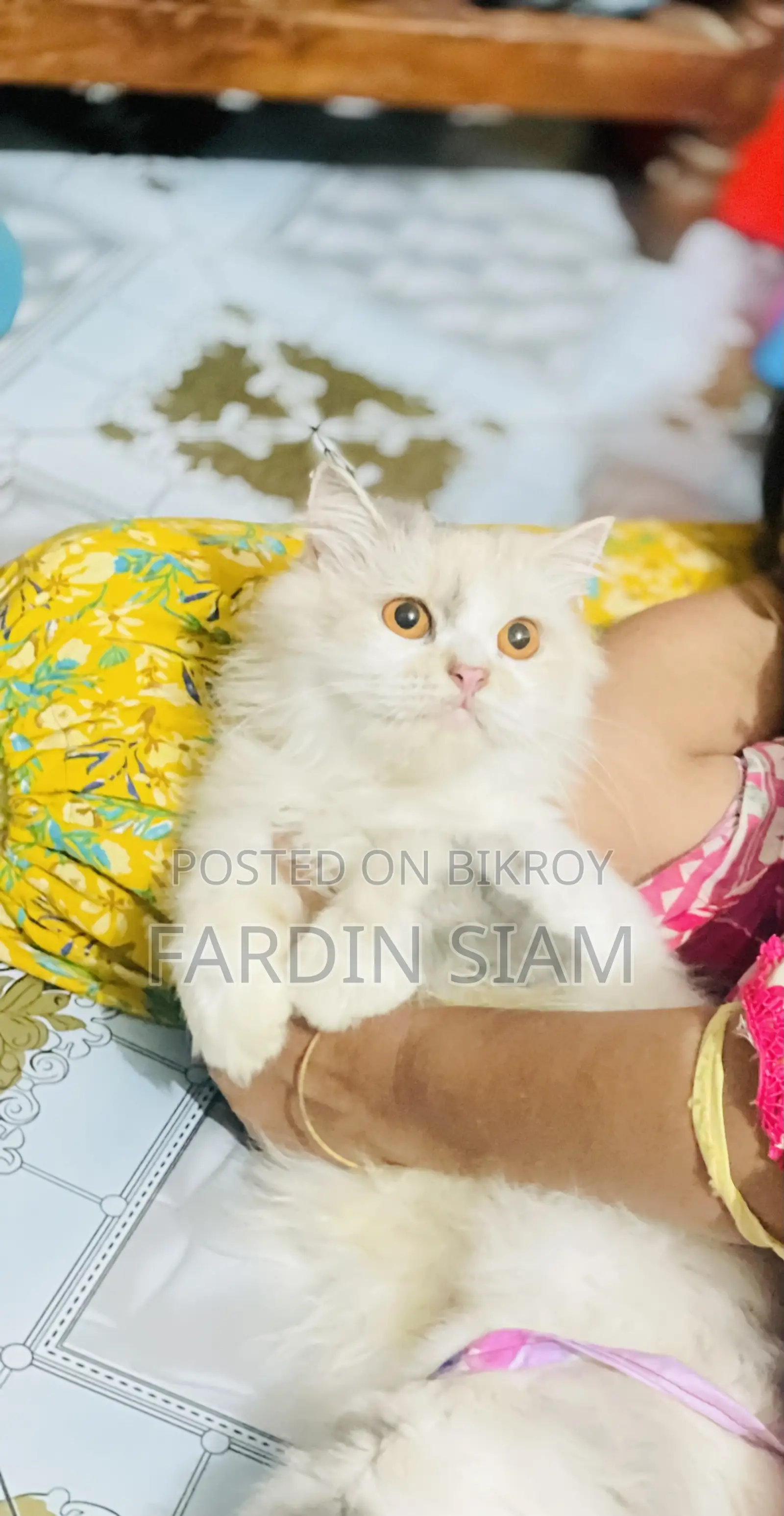 1+ year Female Purebred Persian