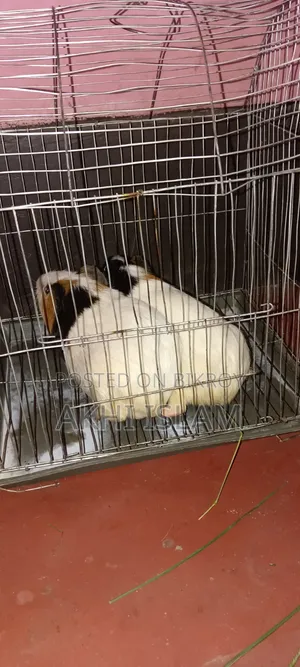 Guinea Pig