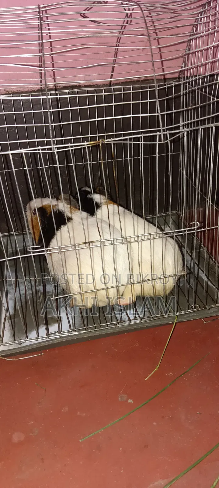 Guinea Pig