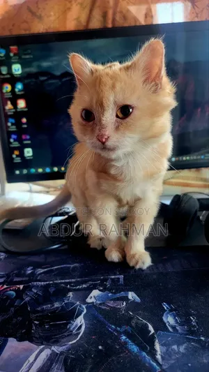 3-6 months Female Mixed Breed Persian