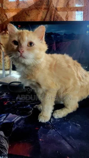 3-6 months Female Mixed Breed Persian