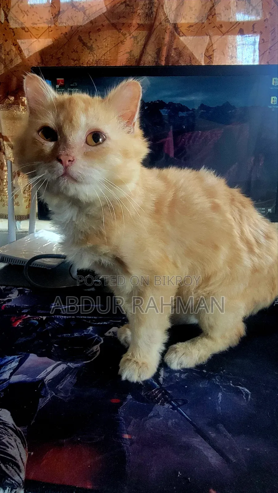 3-6 months Female Mixed Breed Persian
