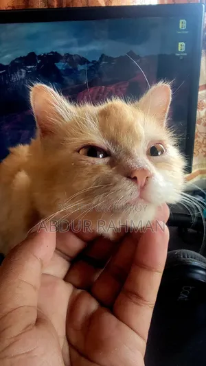 3-6 months Female Mixed Breed Persian
