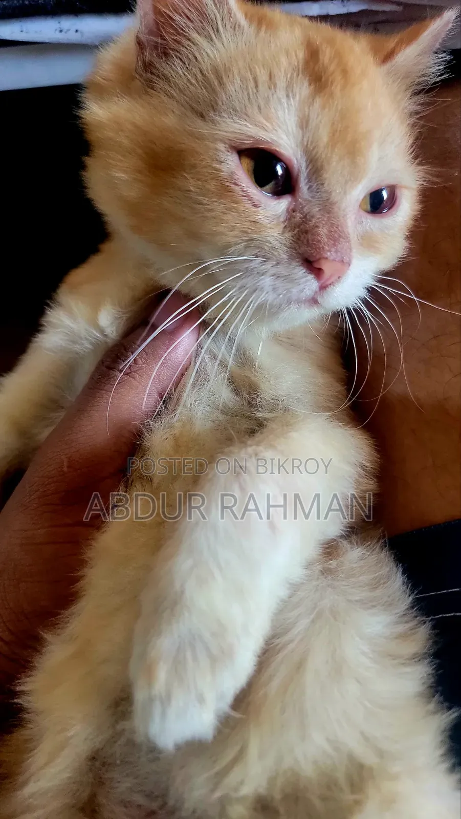 3-6 months Female Mixed Breed Persian