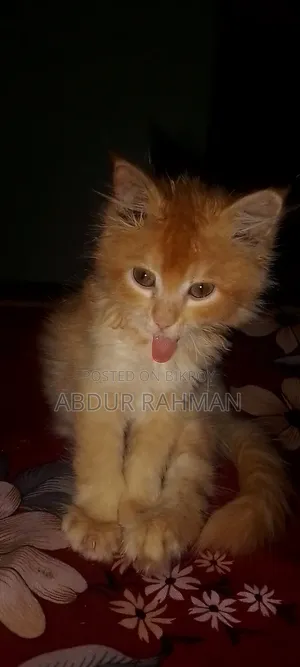 3-6 months Female Mixed Breed Persian