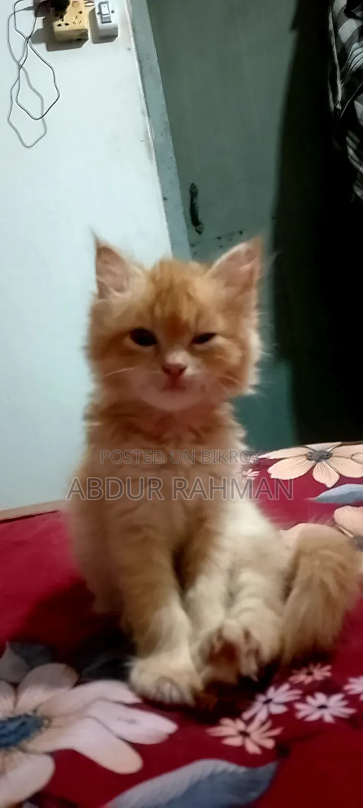 3-6 months Female Mixed Breed Persian