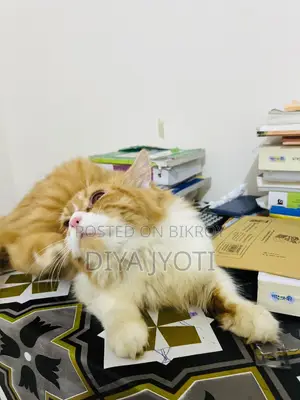 6-12 months Male Purebred Persian
