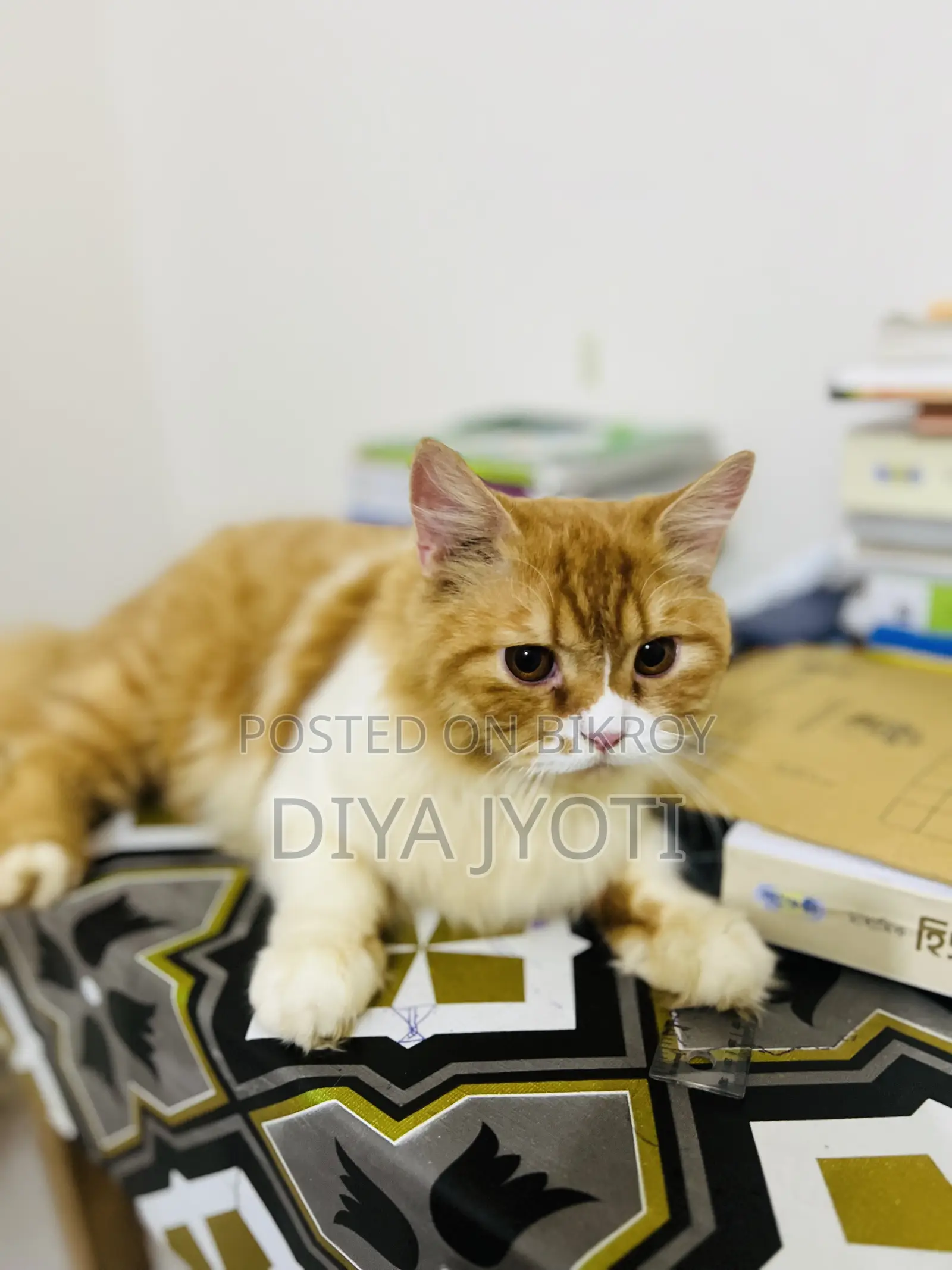 6-12 months Male Purebred Persian