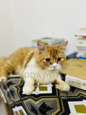 6-12 months Male Purebred Persian