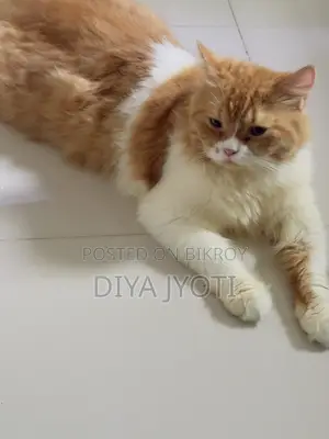 6-12 months Male Purebred Persian