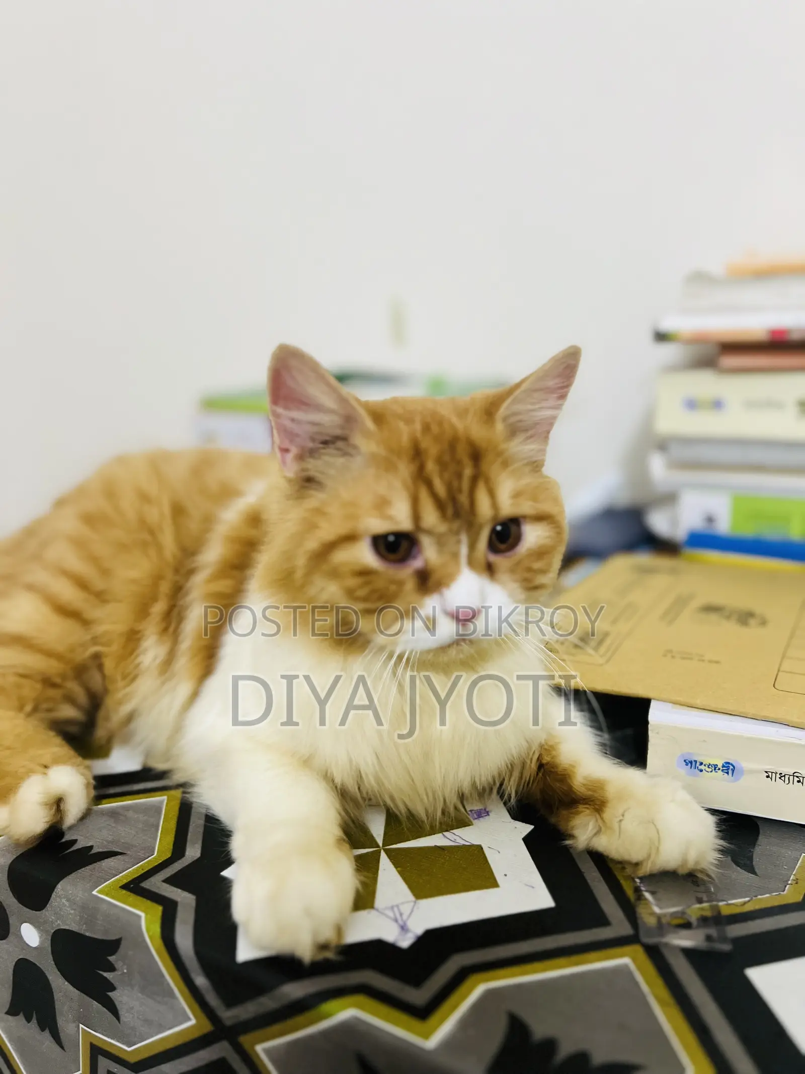 6-12 months Male Purebred Persian