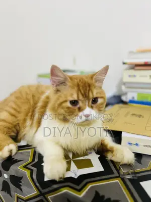 6-12 months Male Purebred Persian