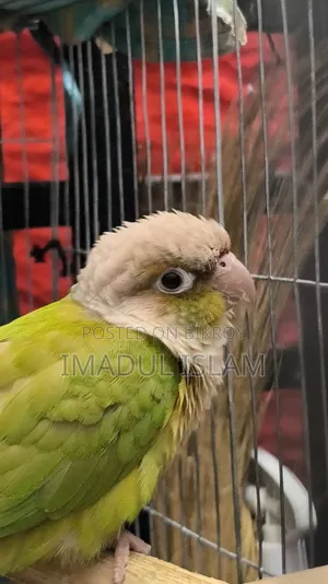 Conure Breeding Female