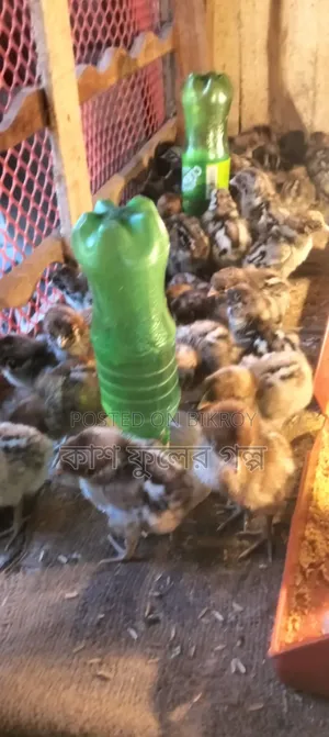 Egyptian Fayoumi Chicken Chicks
