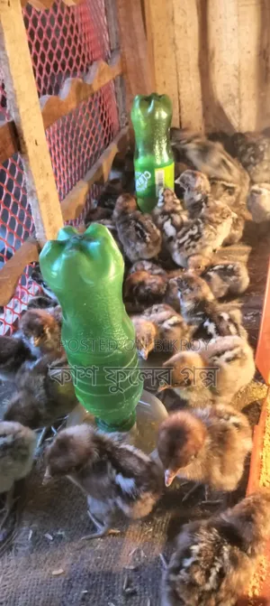 Egyptian Fayoumi Chicken Chicks