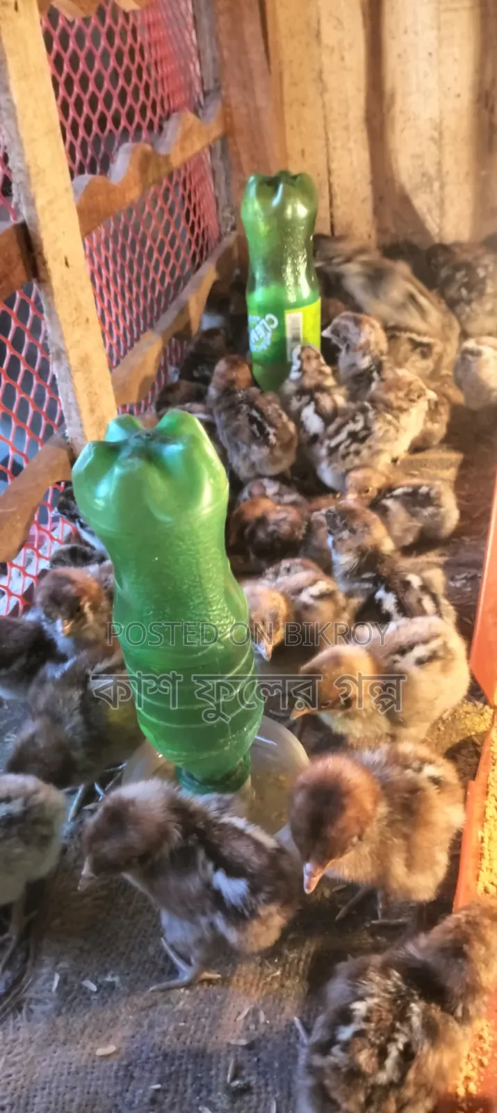 Egyptian Fayoumi Chicken Chicks