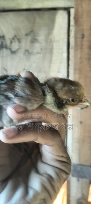 Egyptian Fayoumi Chicken Chicks