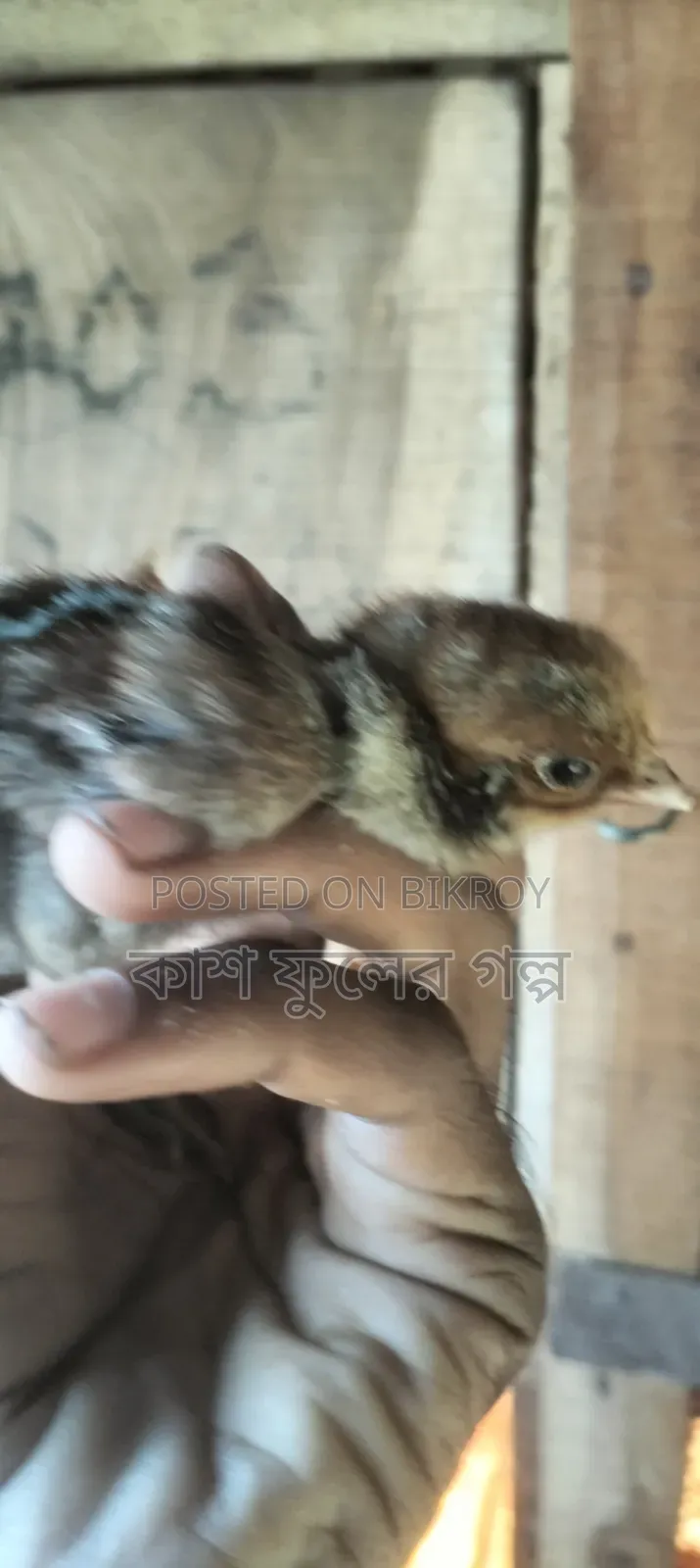 Egyptian Fayoumi Chicken Chicks